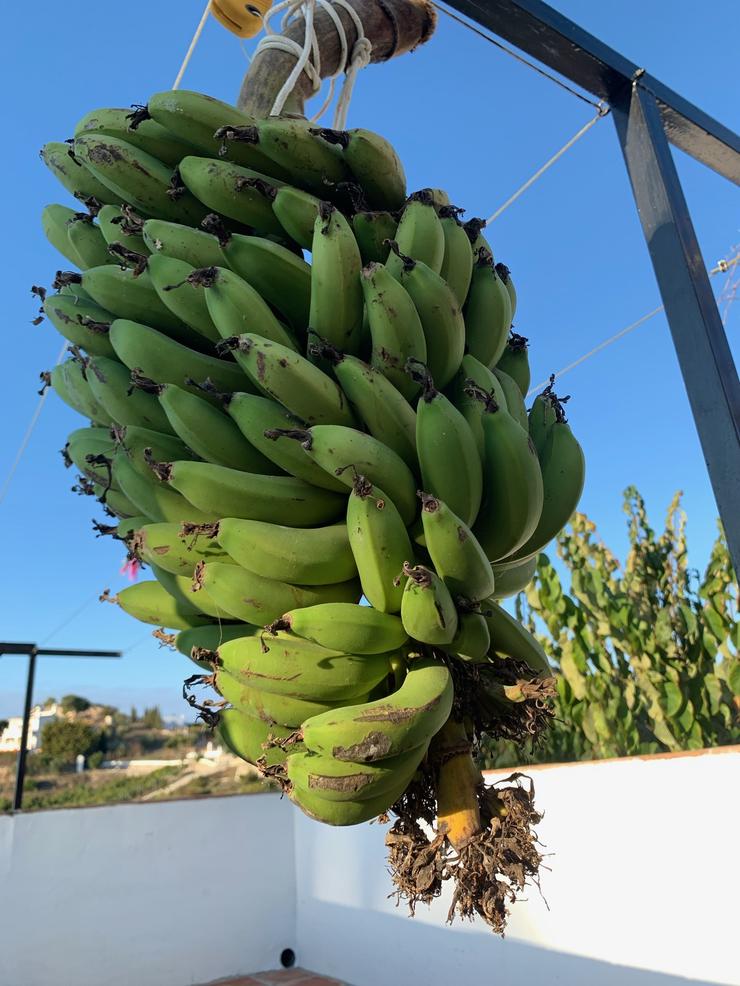 Bananer Finca Maulin